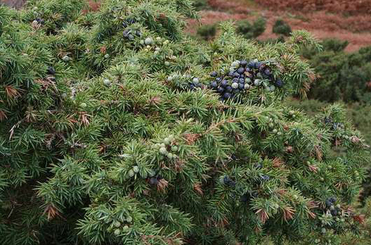 Jalowiec Shrub